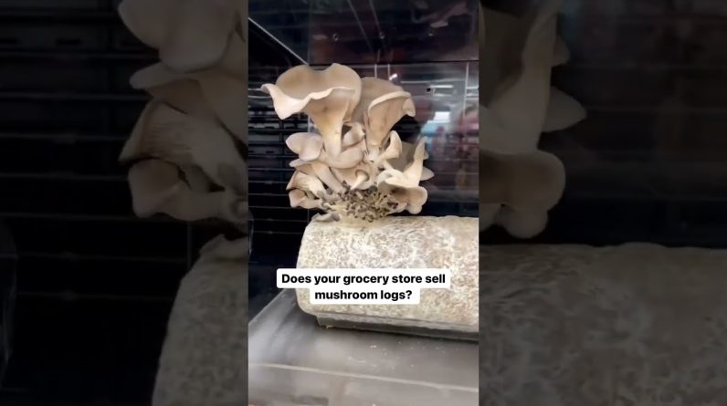 How cool would these be as the centerpiece for a dinner party? 😍🍄 #groceryshopping #mushroomlog