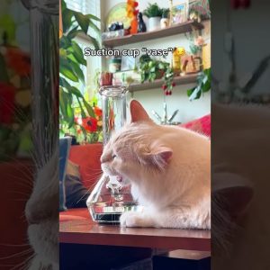 This piece is such a genius invention! Definitly a must have for any cat owners 😆🐈