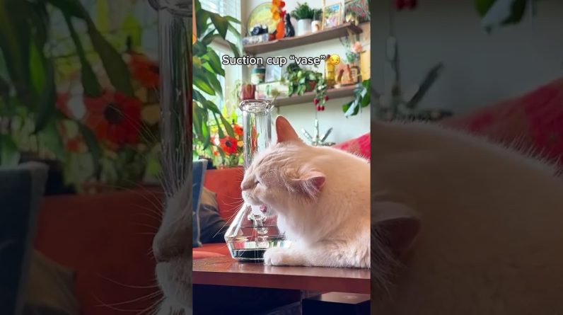 This piece is such a genius invention! Definitly a must have for any cat owners 😆🐈