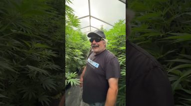 Always so much fun visiting @urbanremo and his incredible plants. @WolverineDabs and myself