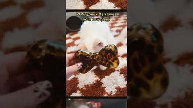 Caturday Vibes ๐ป Leopard Glass by ๐ โจ Please note, all glass was empty & clean for filming ๐ธ