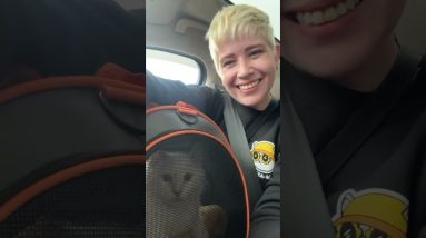 Happy Caturday! Everybody meet Biscuit 😻 We went to SeaMeow last weekend and feel in love with this