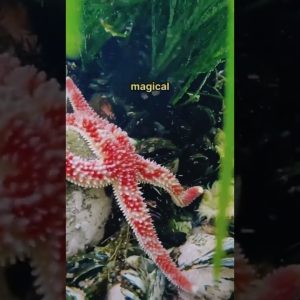 😄 We went to explore some tide pools out on the Olympic peninsula last weekend! Can’t believe we