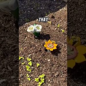 Fresh flowers in our garden 🌻🌼🌸