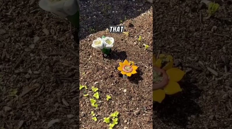 Fresh flowers in our garden π»πΌπΈ