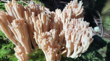 Mushroom Hunting for Chanterelles but found pig ears