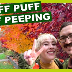 Fall Leaf Peeping with THCa in Seattle 🍁