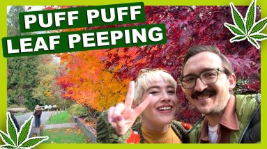 Fall Leaf Peeping with THCa in Seattle 🍁