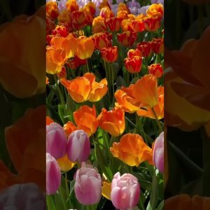 Tulip season 🌷😍