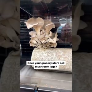 How cool would these be as the centerpiece for a dinner party? 😍🍄 #groceryshopping #mushroomlog