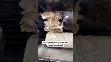 How cool would these be as the centerpiece for a dinner party? 😍🍄 #groceryshopping #mushroomlog