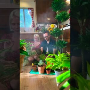 🪴Weekend vibes expanding our indoor jungle 😄🌿