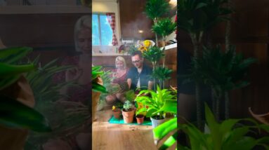 🪴Weekend vibes expanding our indoor jungle 😄🌿