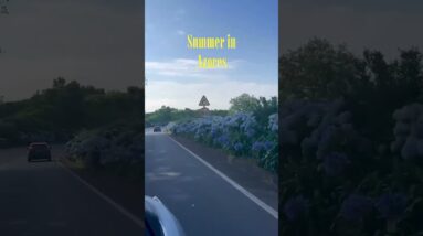 Summer in Azores 🩵 Have you ever seen so many hydrangeas? 😍