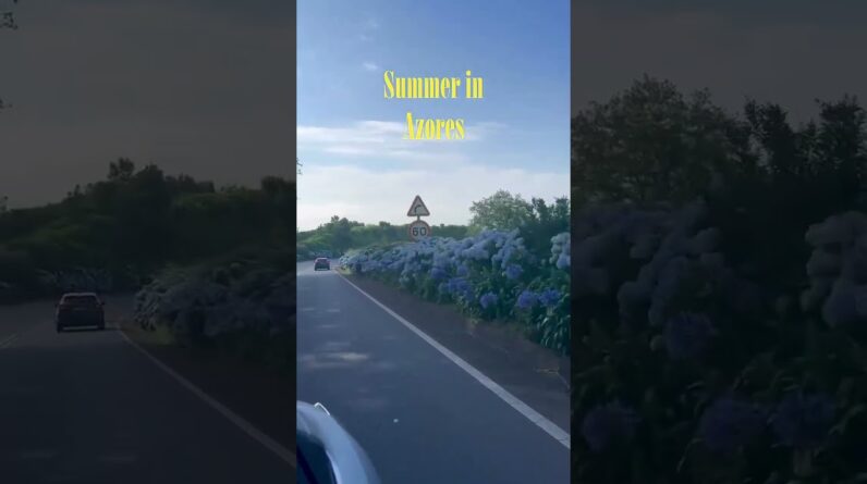 Summer in Azores 🩵 Have you ever seen so many hydrangeas? 😍