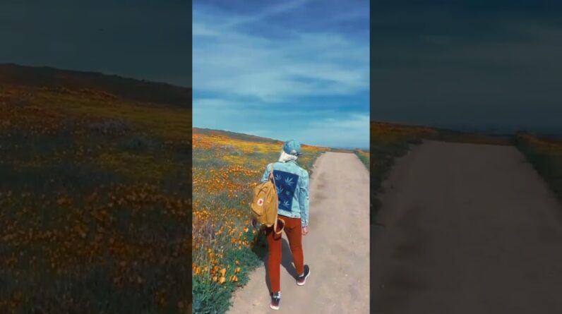 Spring has arrived in Southern California 😍🌼 Alice is wearing her new favorite jacket from 💚