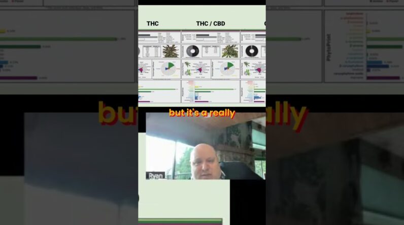 Revolutionary Plant Breeding: Optimizing Cannabinoids for Health